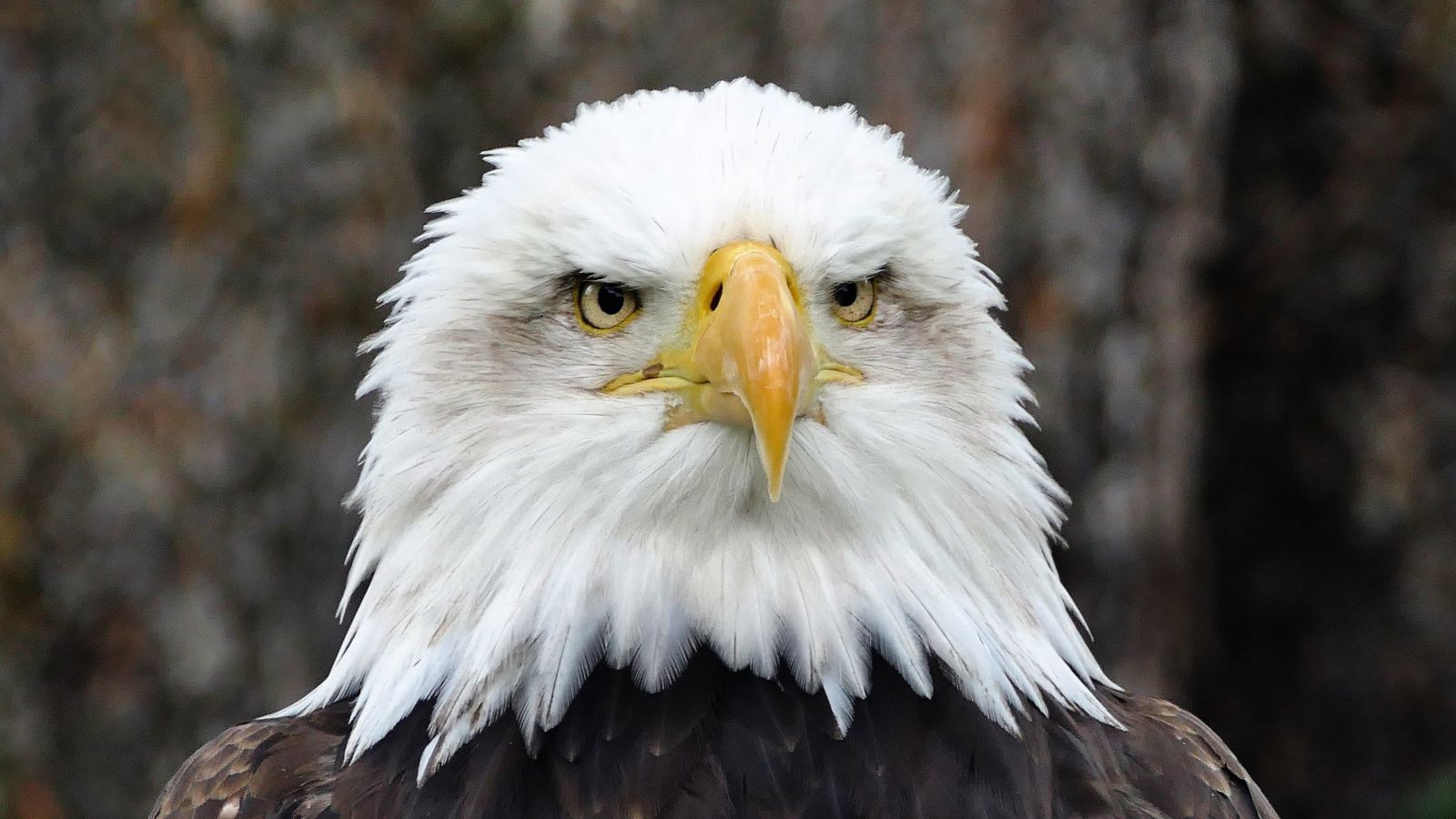 Every Bald Eagle Tattoo From Ghost Recon Breakpoint, Ranked – Kotaku